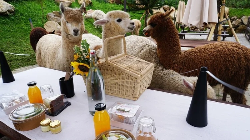 bali-farm-house-brunch-with-alpaca